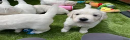 Golden Retriever dogs for sale: ⭐️Ready from 14th July⭐️ - Advert 23