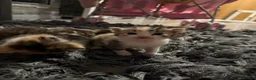 American Shorthair cats for sale: 4 kittens - Advert 7