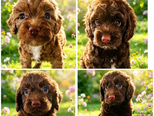 Cockapoo dogs for sale: DNA CLEAR, Stunning Cockapoos, Ready November - Advert 1