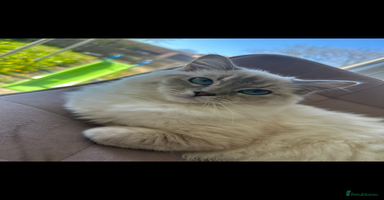 Ragdoll cats - Advert 11