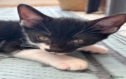 Domestic Shorthair cats for sale: Beautiful friendly Kittens  - Image 24