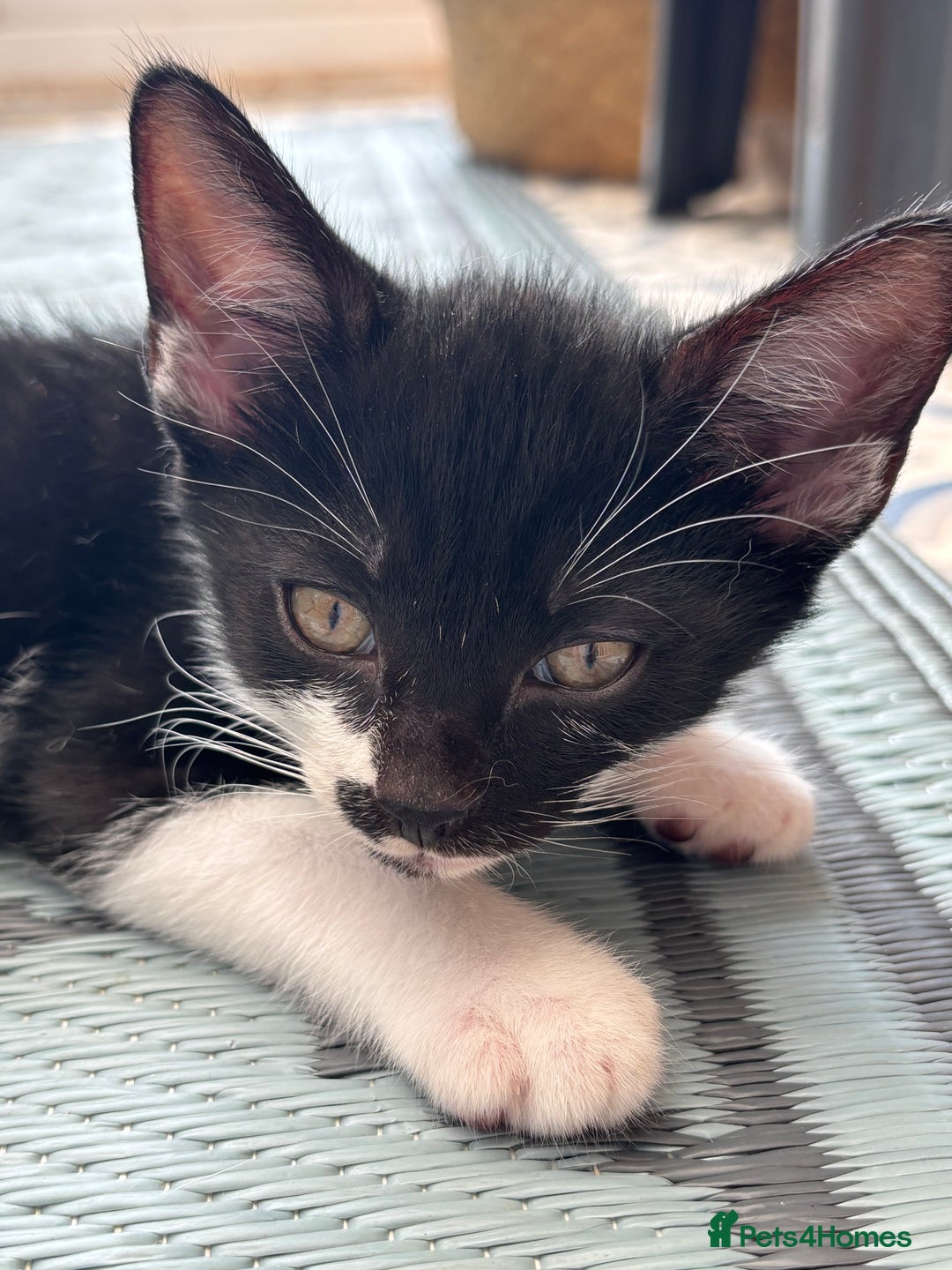 Domestic Shorthair cats for sale: Beautiful friendly Kittens  - Image 24