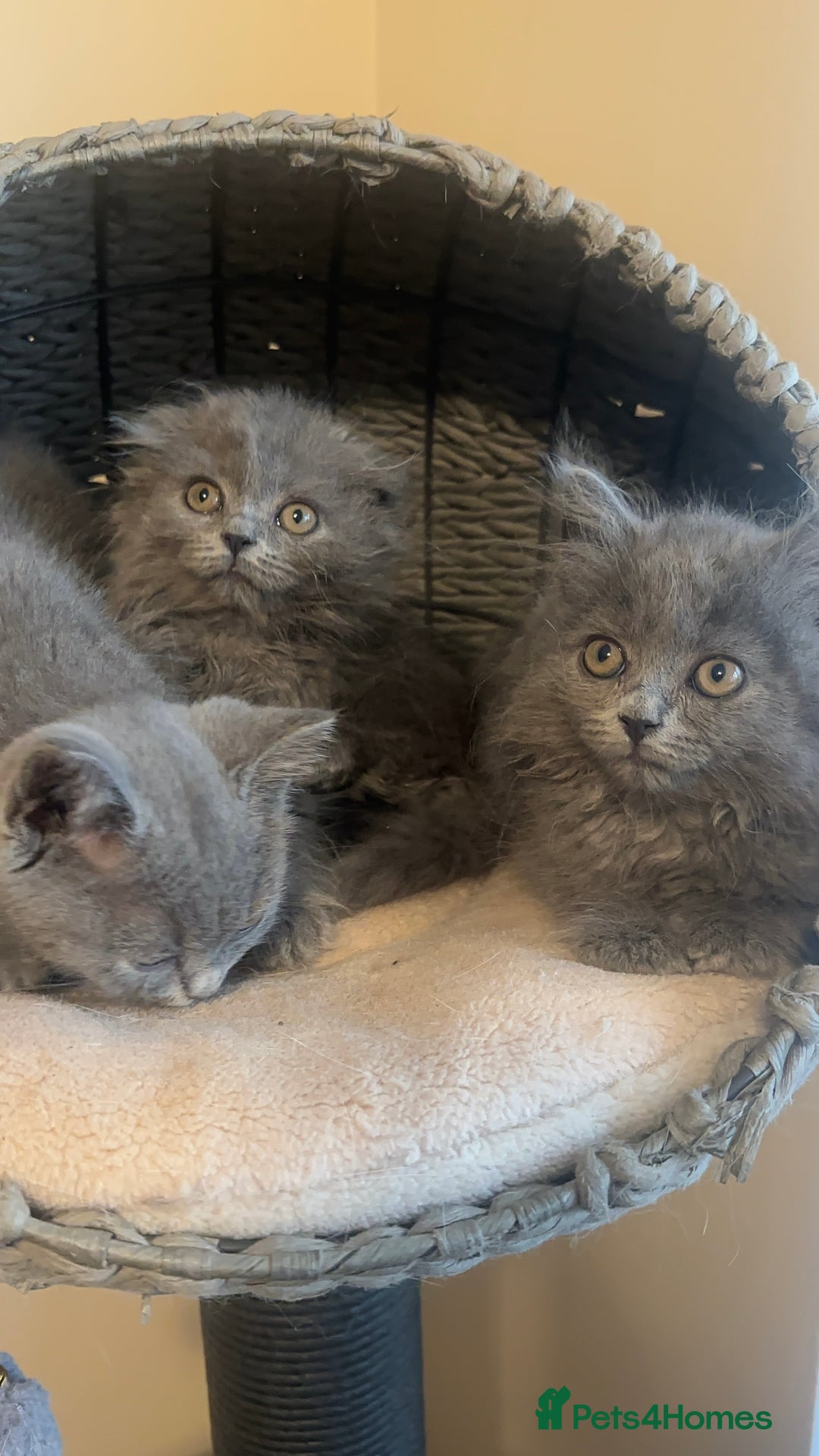 Scottish Fold cats for sale: Cute Scottish kittens READY to go  - Image 20