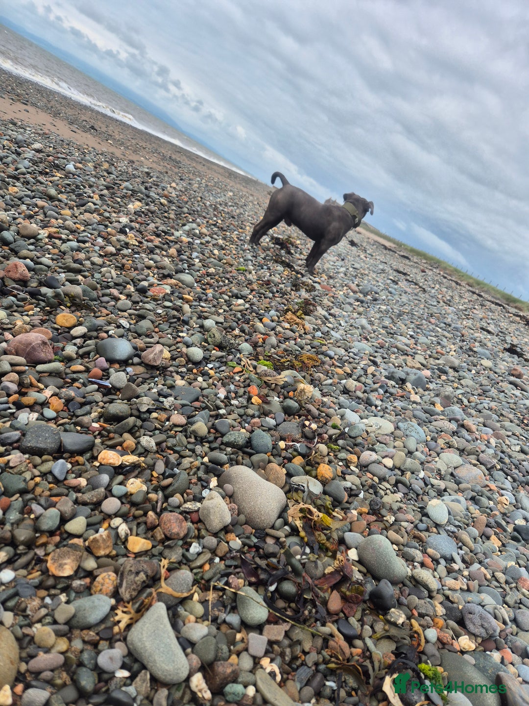 Staffordshire Bull Terrier dogs for sale: Male Staffordshire  - Image 1