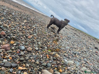 Staffordshire Bull Terrier dogs - Advert 8