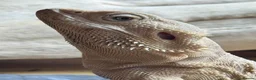 Bearded Dragon reptiles for sale: Healthy Male 4yo Zero Bearded Dragon - Advert 5
