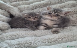Mixed Breed cats for sale: Beautiful Persian/Exotic kittens ready now! 💫 - Image 3
