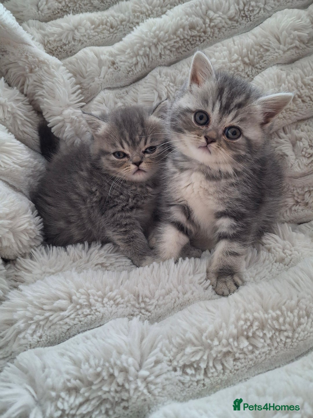 Mixed Breed cats for sale: Beautiful Persian/Exotic kittens ready now! 💫 - Image 3