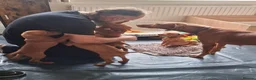 Hungarian Vizsla dogs for sale: Hungarian Vizsla puppies 1 girl and 1 boy - Advert 16