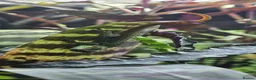 Gecko reptiles for sale: Giant Madagascan day geckos in Boston - Advert 2