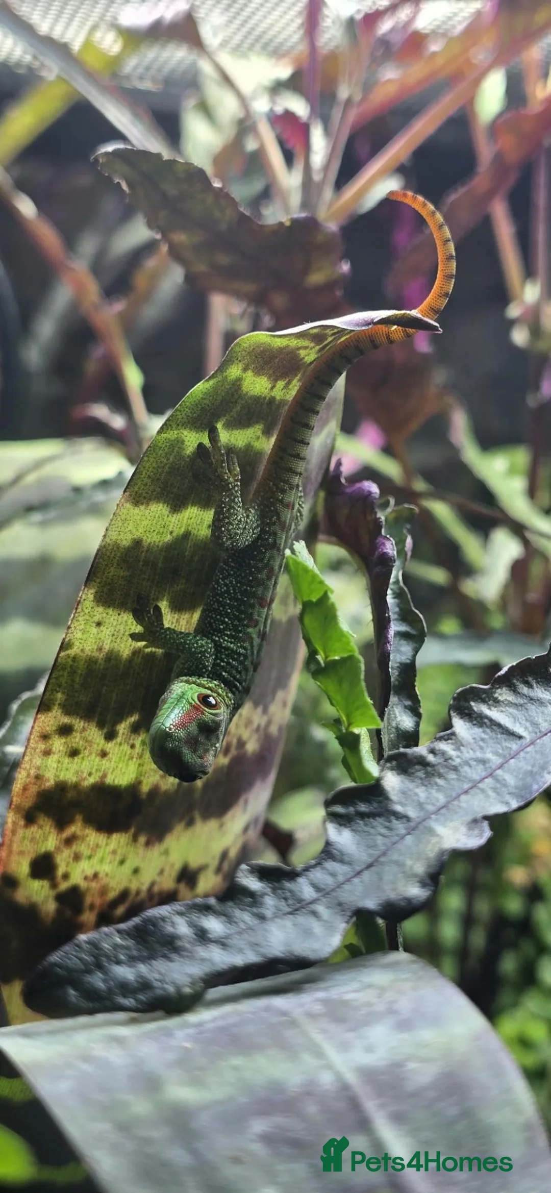 Gecko reptiles for sale: Giant Madagascan day geckos in Boston - Advert 2