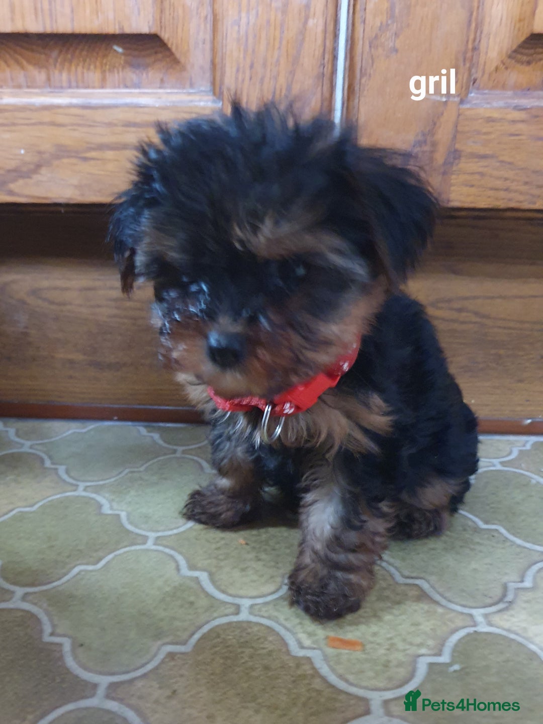 Yorkshire Terrier dogs for sale: Yorkshire terrier puppies 2 girls  - Advert 28