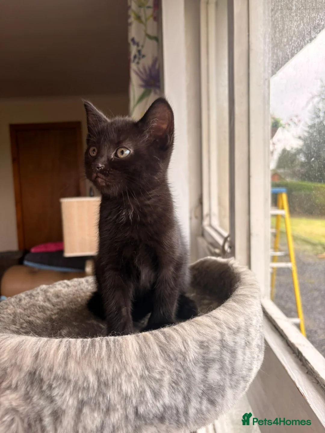 Mixed Breed cats for sale: Beautiful kittens for sale - Advert 7