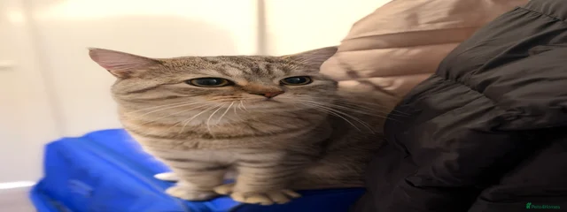 TuTi