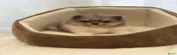 Pomeranian dogs for sale: Unique-Eyed KC Pomeranian Seeking New Home - Advert 1