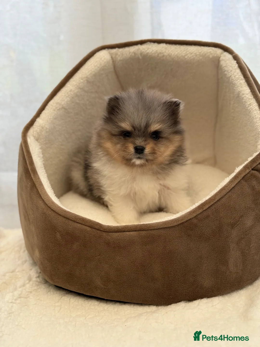 Pomeranian dogs for sale: Unique-Eyed KC Pomeranian Seeking New Home - Advert 1