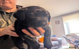 Labrador Retriever dogs for sale: Beautiful litter of brown & black labrador puppies - Image 6