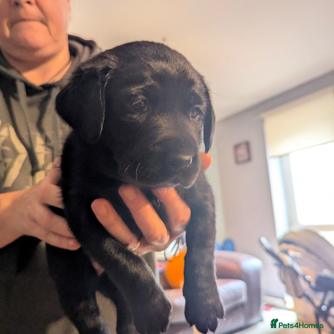 Labrador Retriever dogs for sale: Beautiful litter of brown & black labrador puppies - Image 6