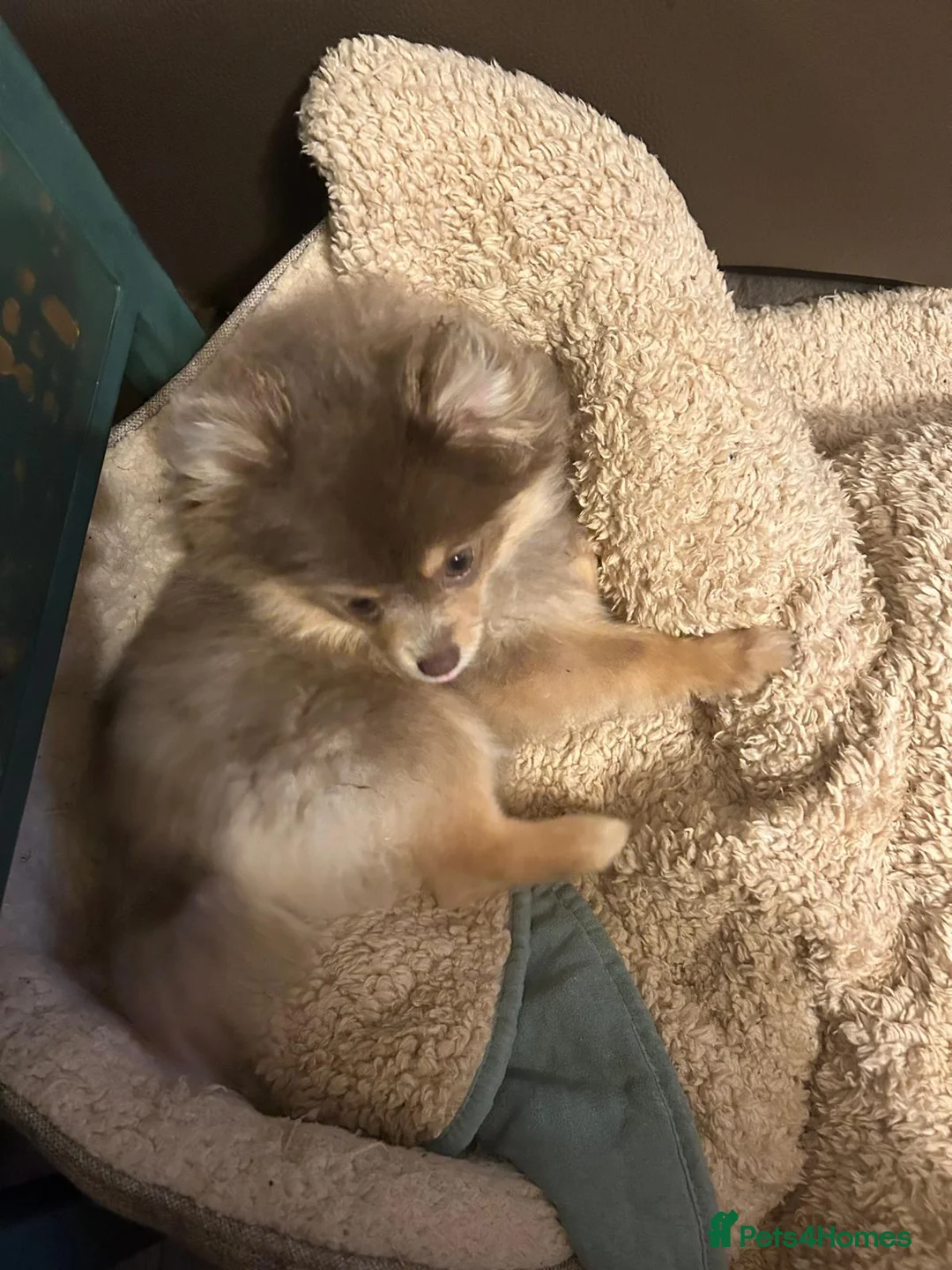 Pomeranian dogs for sale: Beautiful rare pomeranians  - Advert 2