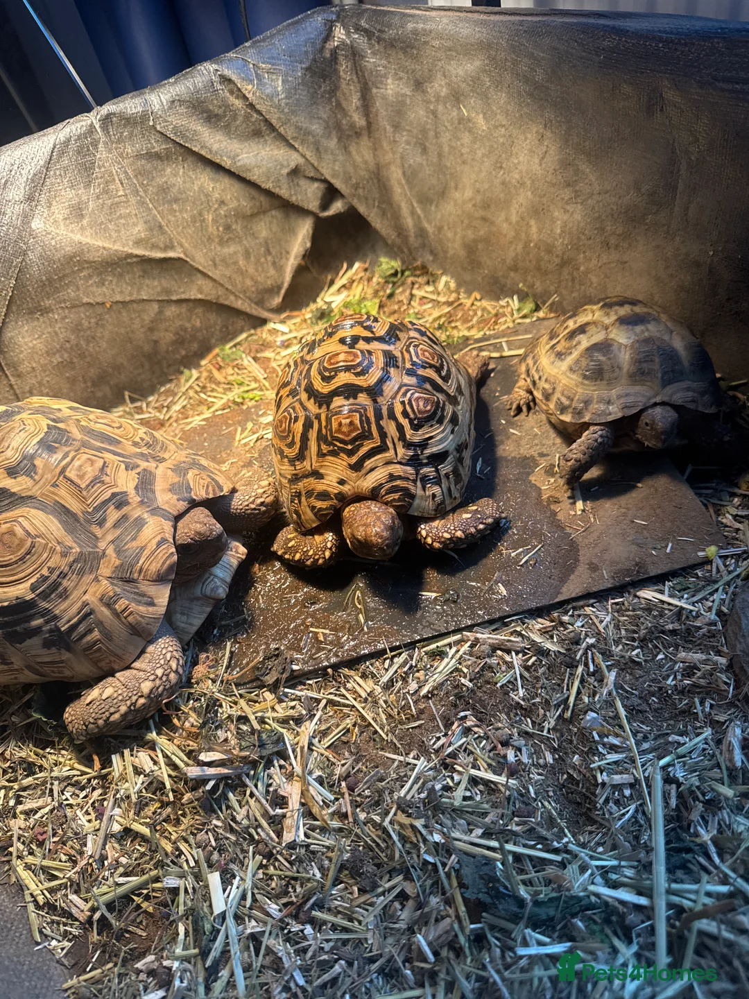 Tortoise reptiles for sale: 3 tortoise and set up  in Nuneaton - Advert 1