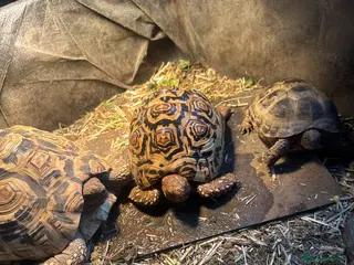 Tortoise reptiles 3 tortoise and set up - Advert 1