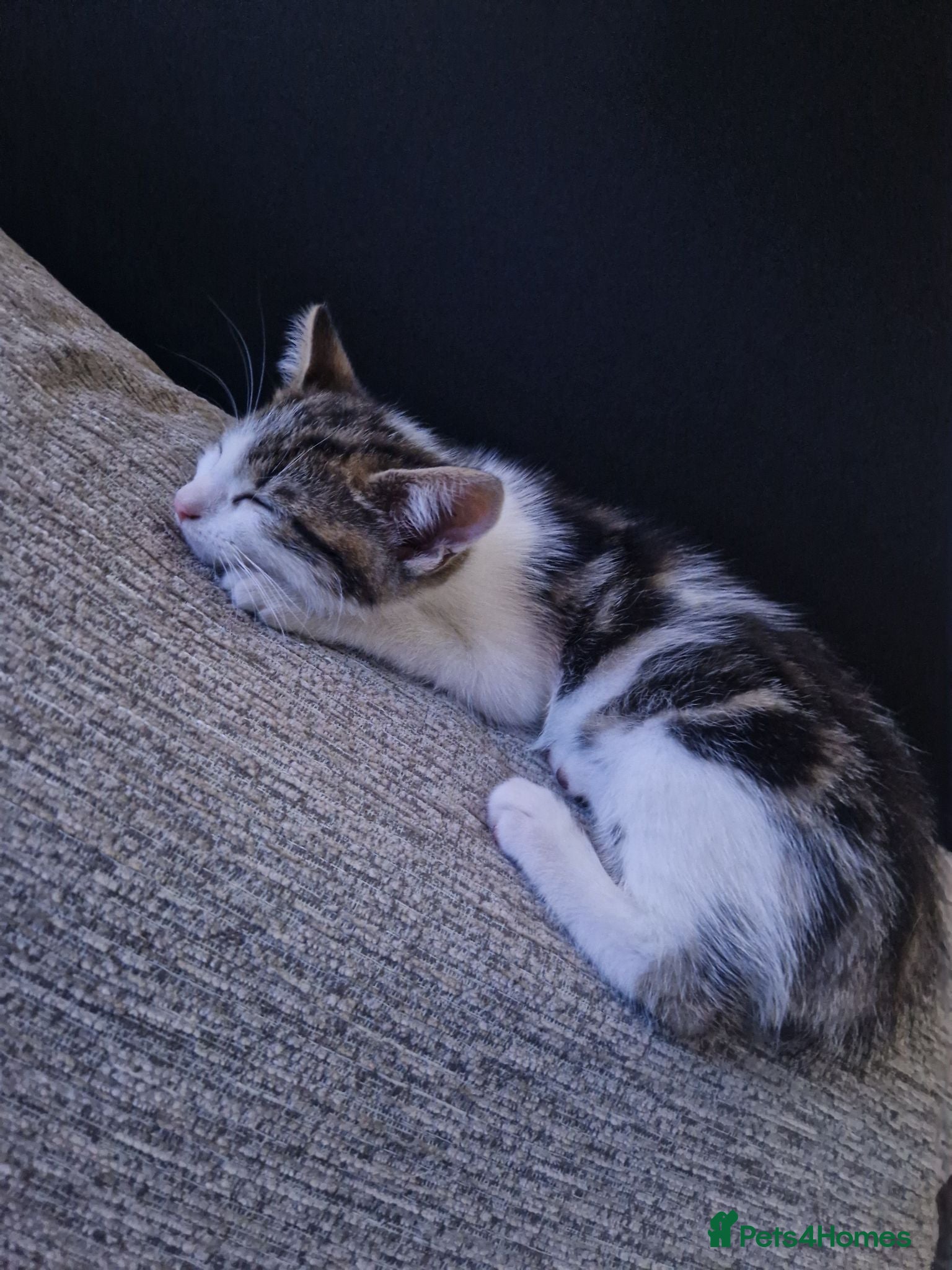 Mixed Breed cats 1 male kitten left! - Advert 6