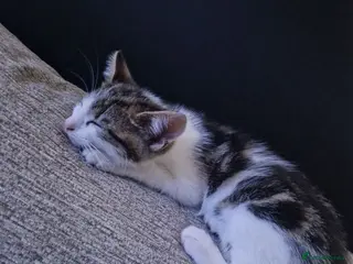 Mixed Breed cats 1 male kitten left! - Advert 6