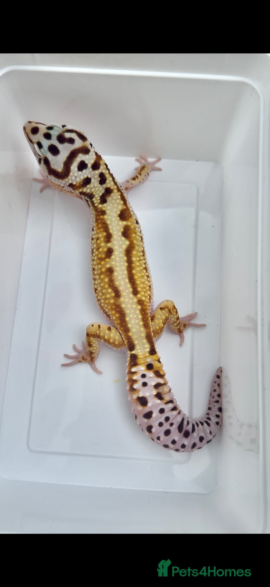 Leopard Gecko reptiles Last few proven breeder males and few females ! - Advert 1