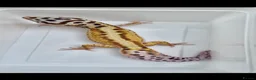 Leopard Gecko reptiles for sale: Last few proven breeder males and few females ! - Advert 3