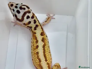 Leopard Gecko reptiles Last few proven breeder males and few females ! - Advert 1