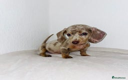 Dachshund dogs for sale: Dachshund  - Image 1