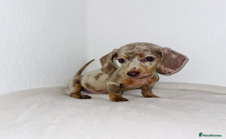 Dachshund dogs - Advert 13