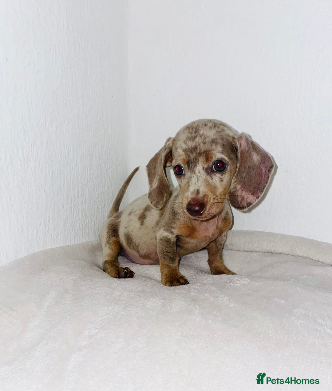 Dachshund dogs for sale: Dachshund  - Image 1
