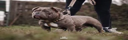 American Bully dogs for stud: American exotic bully - Advert 1