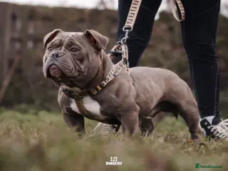 American Bully dogs American exotic bully - Advert 4