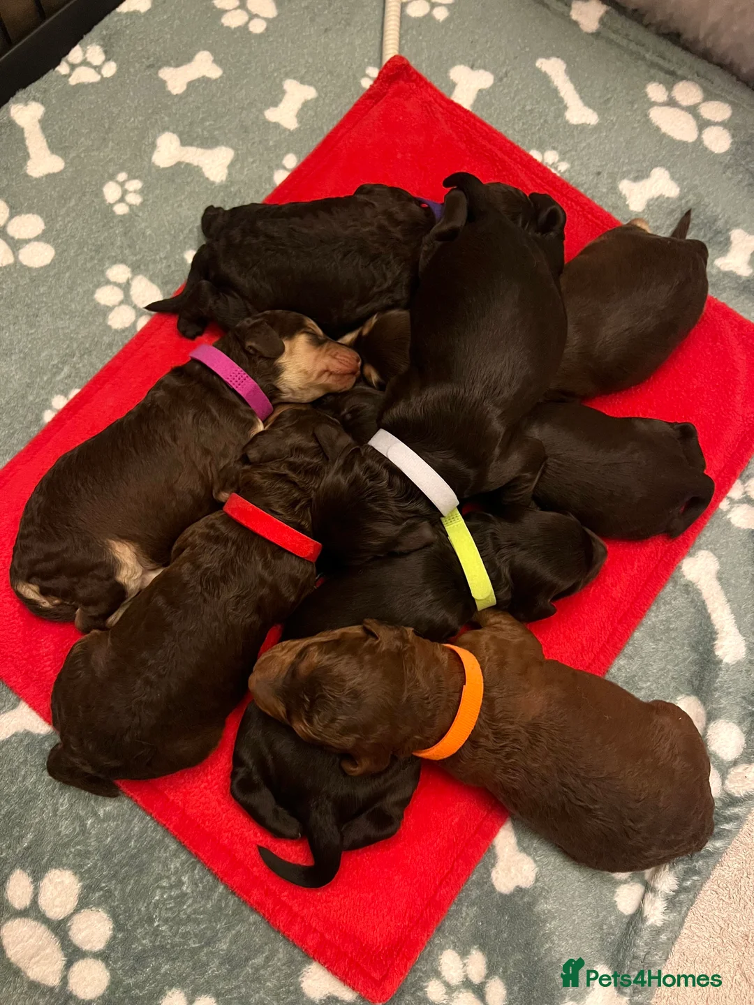 Cockapoo dogs for stud: 🧬F1 Red Proven Cockapoo Stud Extensive DNA Tested in Derby - Advert 7