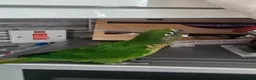 Conures birds for sale: Conure bonded male and female - Advert 3