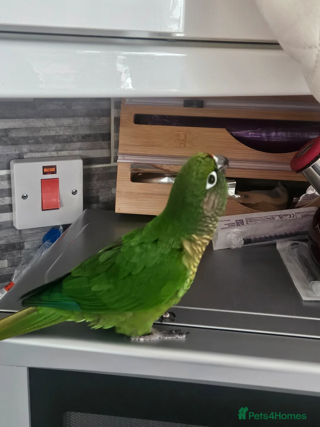 Conures birds for sale: Conure bonded male and female - Advert 3