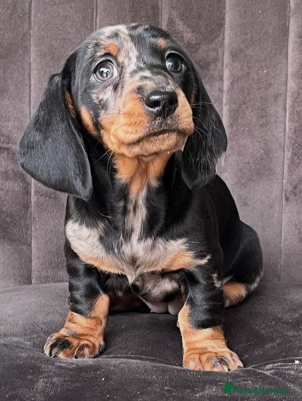Dachshund dogs Adorable miniature dachshund puppy - Advert 6