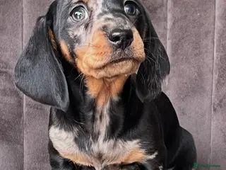 Dachshund dogs Adorable miniature dachshund puppy - Advert 6