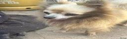 Chihuahua dogs for sale: Male creme longfur chihuahua and jackrusselterrier - Advert 12