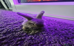 Mini Lop rabbits for sale: Baby min lops  - Image 12