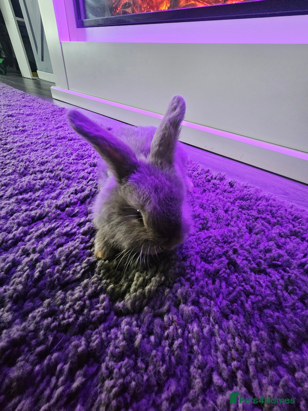 Mini Lop rabbits for sale: Baby min lops  - Image 12