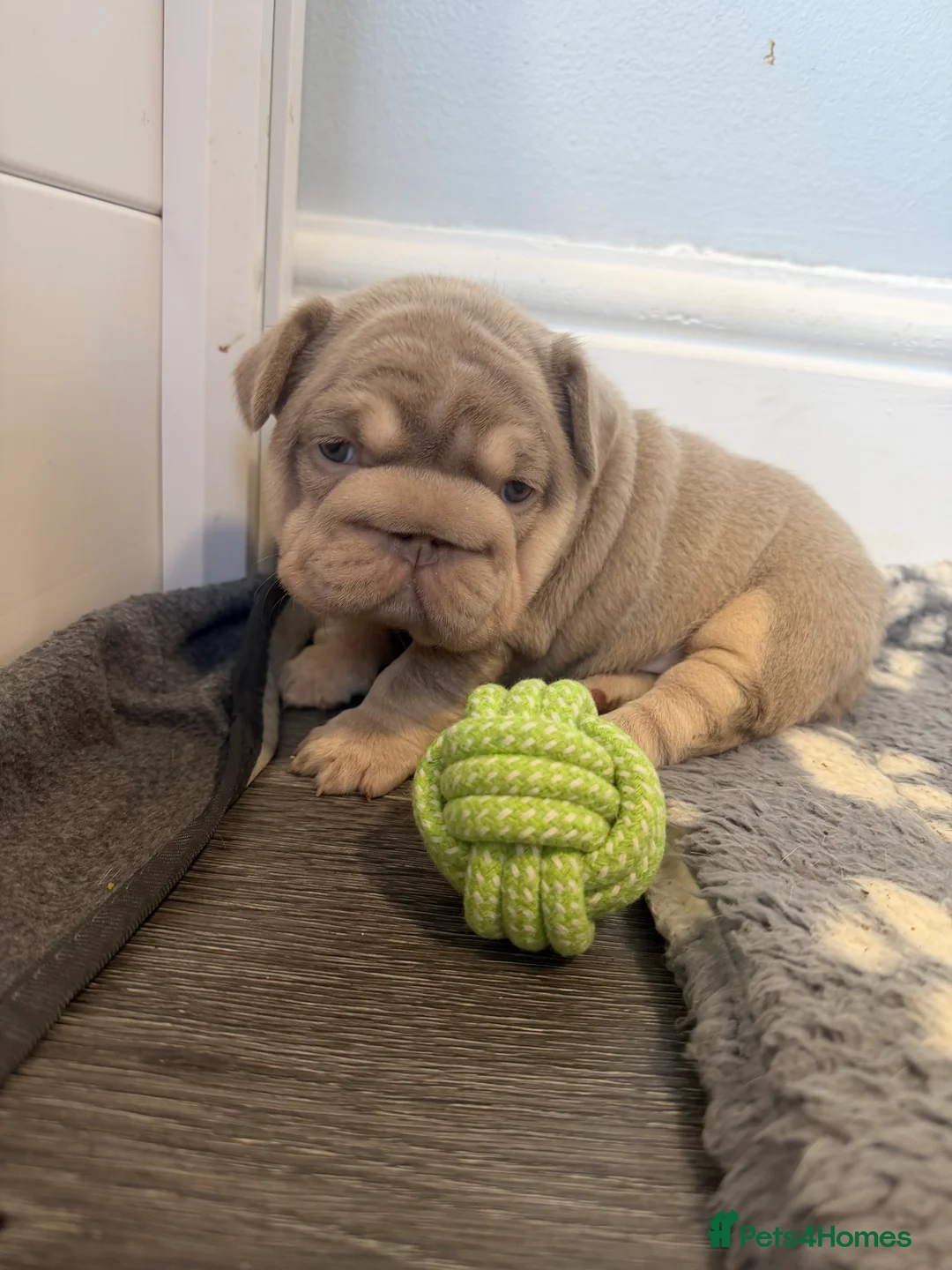 French Bulldog dogs for sale: Exotic French Bulldog Puppies  - Advert 1