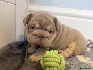 French Bulldog dogs Exotic French Bulldog Puppies - Advert 5