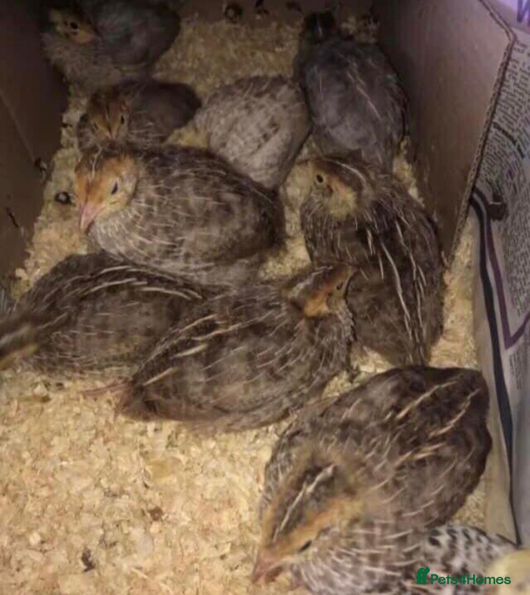 Quail poultry for sale: SEXED JAPANESE QUAILS/6TH AUGUST ! - Image 2