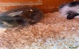 Mini Lop rabbits for sale: 3 beautiful mini lops(60 each or 2 for £100) - Image 7