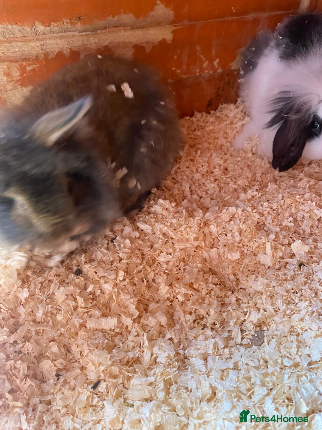 Mini Lop rabbits for sale: 3 beautiful mini lops(60 each or 2 for £100) - Image 7