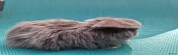 Mini Lop rabbits for sale: Baby male mini lops - Advert 3