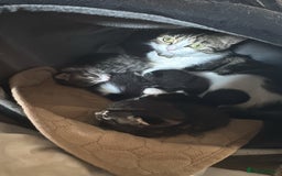 Mixed Breed cats for sale: Tabby kitten  - Image 3